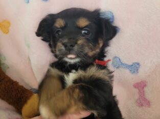 Puppy 2 Chorkie Yorkie & Chihuahua Designer Breed