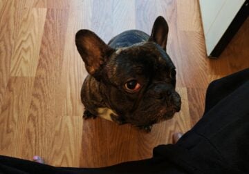 French Bull Dog- One Year Old