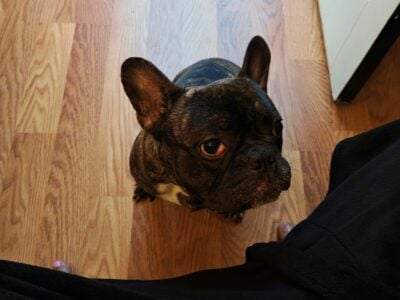 French Bull Dog- One Year Old
