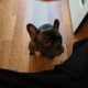 French Bull Dog- One Year Old