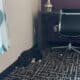 Labradoodle for sale