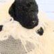 Moyen Poodles, AKC