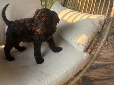 F1b Labradoodles