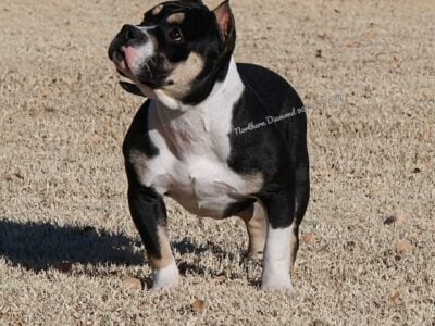 American bully young female