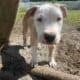 13 Week old American Pit Bull Terriers