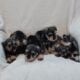 AKC Miniature Schnauzer Puppies