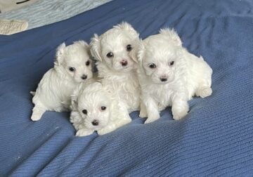 A.K.C. Maltese Puppies For Sale