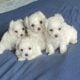 A.K.C. Maltese Puppies For Sale