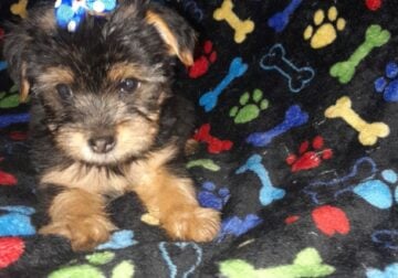 Female yorkie