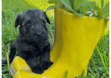 Bree-Giant Schnauzer-Salt & Pepper
