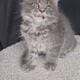 Maine Coon Kittens