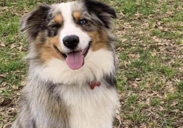 Mini Australian Shepherd STUD