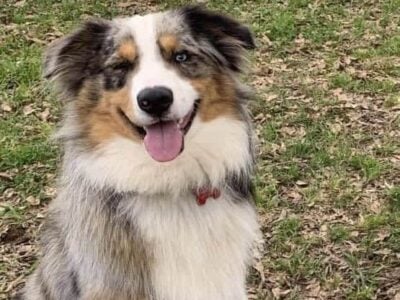 Mini Australian Shepherd STUD