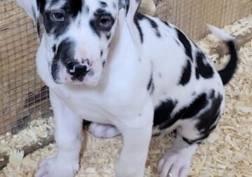 Mia, Great Dane