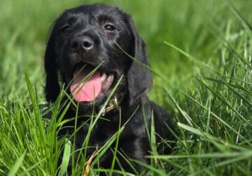 Black Lab/Labradoodle Mix Puppies