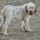 Spinone Italiano Puppies For Sale