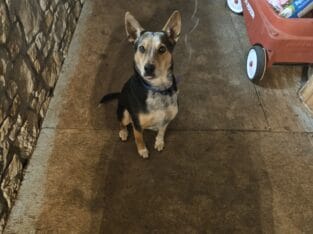 Australian cattle dog