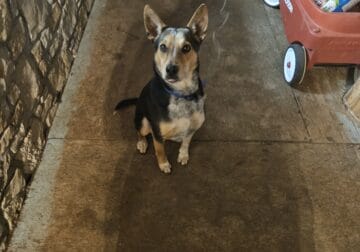 Australian cattle dog