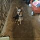 Australian cattle dog
