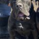 Cane Corso Southern MN