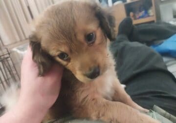 2 month old mini Aussie terrier mix