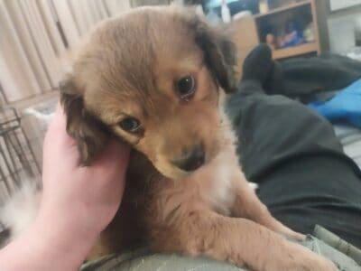 2 month old mini Aussie terrier mix