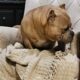 AMERICAN BULLY- MALE PUPPY