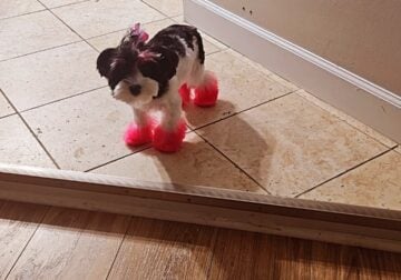 Rehome beautiful Yorkie Boy and Girl