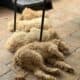 Labradoodle/Goldendoodle- Double Doodle puppies
