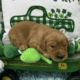 Male Goldendoodles