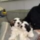 Shih Tzu puppies