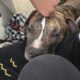 Brick (American pitbull terrier)