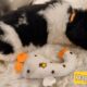 AKC Landseer Newfoundland Puppies