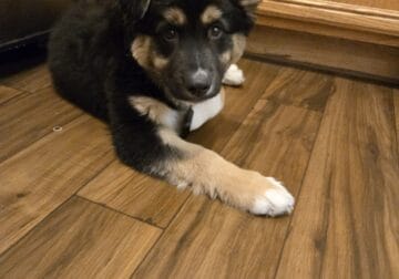 Australian shepherd husky