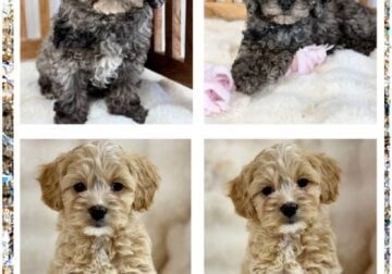 F1b Mini Goldendoodle