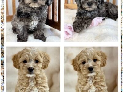 F1b Mini Goldendoodle