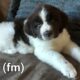 AKC Landseer Newfoundland Puppies