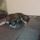 Puppies for sale