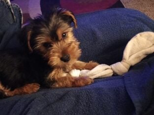 3.5 Month Old Yorkie