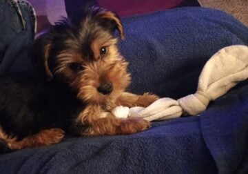 3.5 Month Old Yorkie