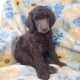 AKC Moyen Standard Poodles