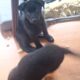 11 WEEK OLD SHEPPARD/HUSKY PUPPIES!!!!