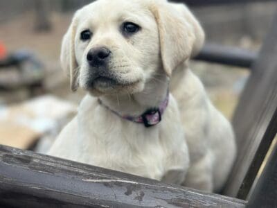 Labrador Retriever puppy