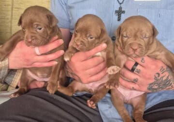 Red nose blue nose mixed