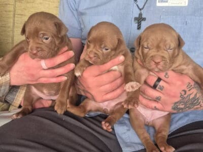 Red nose blue nose mixed