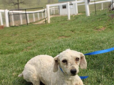 Rex the Poodle