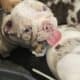 English Bulldog Lilac Tri Merle