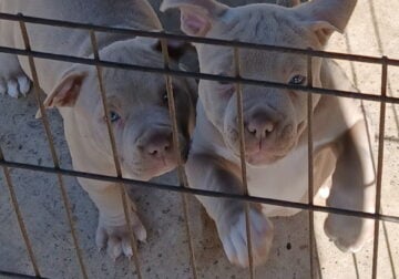 Beautiful Fawn Pitbull