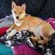 2 Female Shiba Inus
