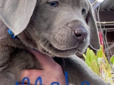 Labrador Retireiver